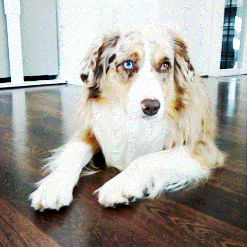 brown dog with blue eyes looking around